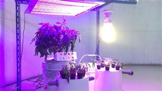 想賺外快？工程師自學溫室水耕種大麻