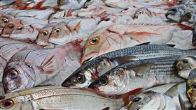 日本,核污染,漁獲,福島,食品,311,地震,核災, 海嘯　圖／翻攝自Pixabay https://goo.gl/vU9fCp