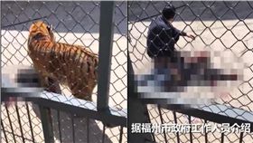 福州動物園意外　男子遭老虎撕咬慘死（圖／翻攝自新京報微博）
http://s.weibo.com/weibo/%E7%A6%8F%E5%B7%9E%E5%8B%95%E7%89%A9%E5%9C%92?sudaref=tw.weibo.com#1520860857049