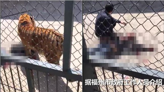 福州動物園傳意外　男遭老虎撕咬慘死