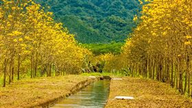 花蓮旅遊,黃花風鈴木,黃金風鈴木,賞花。（圖／翻攝自花東縱谷國家風景區FB粉絲頁）