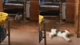 貓，保鮮膜，隱形牆，滑壘（圖／翻攝自加藤軍台灣粉絲團 2.0臉書）