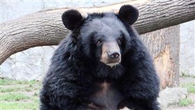 大陸養熊取膽汁受到國際詬病。（圖／翻攝維基百科）