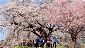 ▲宮城。（圖／Tripbaa趣吧！亞洲自由行專家）