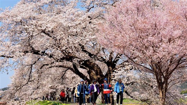 草莓溫泉泡過嗎？日本宮城景點推薦