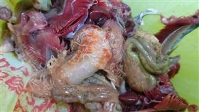 -海獸胃腺蟲-寄生蟲-圖／截取自爆料公社