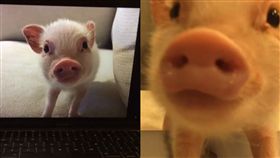 不是魔術！電腦中的可愛小豬豬　一秒就能跳到你眼前
合成圖／翻攝自mybestfriendhank IG
https://www.instagram.com/p/BRmh17IAtK0/