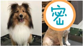 狗,米克斯傳奇,剪毛,米奇,皮膚病,美容師,剃毛（圖/翻攝自米克斯傳奇臉書）