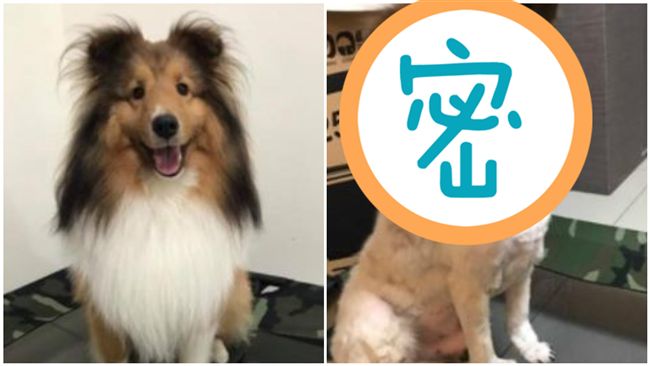 狗狗髮型被剪成米奇　網笑：判若兩狗
