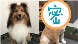 狗狗髮型被剪成米奇　網笑：判若兩狗