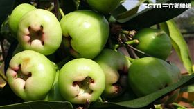 蓮霧,食藥好文網,衛生紙,染色,色素,食藥署