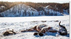 蒙古寒冬凜冽，凍死70多萬頭家畜破紀錄（圖／翻攝自推特）