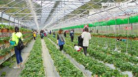 白石湖,內湖草莓季,採草莓,內湖區,草莓,盛產期