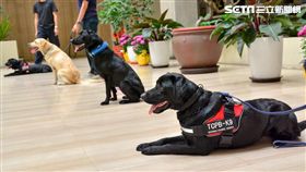 台中,花博,警犬,TCPB,台中市警犬隊,反恐小組(圖/翻攝畫面)