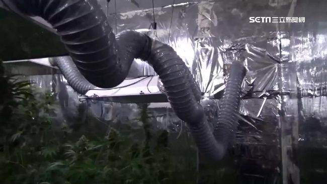 以為兒玩園藝　不知家裡已成大麻毒窟