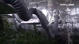 以為兒玩園藝　不知家裡已成大麻毒窟