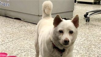 神犬迷路不慌張　自己到派出所找警察