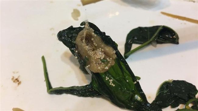 地瓜葉裹「黃金醬」　真相竟是蜘蛛卵