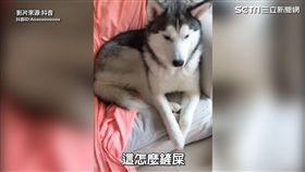 調皮月月把貓屎給吃了。