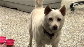 屏東,柴犬,走失,派出所,胖妞