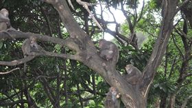 台灣獼猴，獼猴（圖／翻攝自二水台灣獼猴生態教育館臉書）