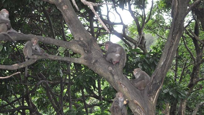 鄉長向獼猴宣戰　組獵槍隊嗆：殺無赦