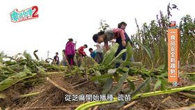 安定小神農 用芝麻打開食安之門