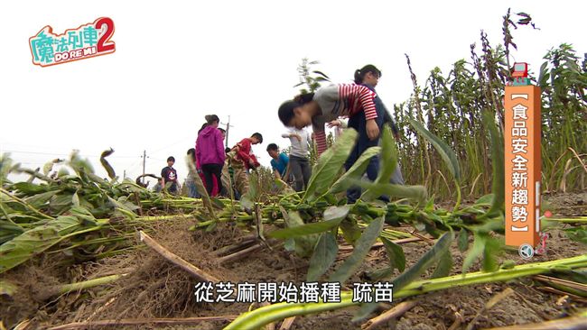 安定小神農　用芝麻打開食安之門