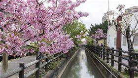 新竹，賞櫻，櫻花