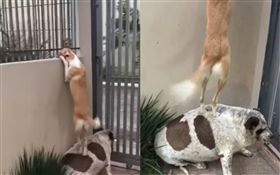 狗狗爬牆約會！同伴無辜縮牆角當肉墊
（圖／翻攝自Francine Baggio臉書）