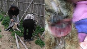 苗栗通霄疑似狗肉販子，陷阱害狗重傷。（圖／「幸福狗流浪中途」陳小姐提供）