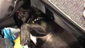 在行李艙中窒息而死的法鬥（圖／翻攝自飼主臉書）
