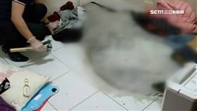 水泥,封屍,埋屍,命案,屍體