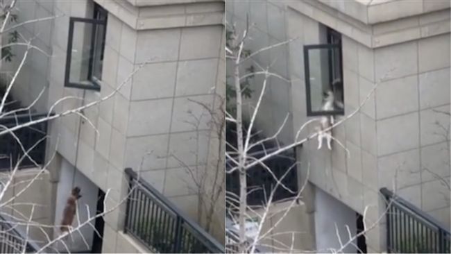 大黃狗被「吊刑」！陸網友不以為意