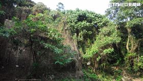 森林,綠癌,外來入侵植物,小花蔓澤蘭,植物,棲地,新北市農業局