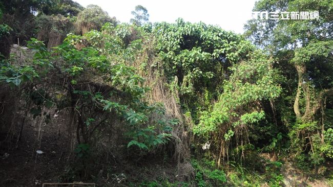 名列百大惡性入侵生物！綠癌蔓延全台