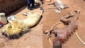 奈及利亞,動物園,男童,食物,打掃,動物管理員,餵食,攻擊,飢餓 圖／翻攝自Pulse　https://goo.gl/K3cBSg