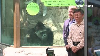 金剛寶寶赴荷娶妻配種　柯P笑稱和番