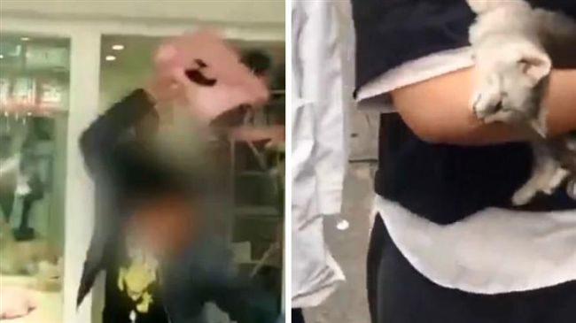 不爽付寄養費　渣男狠摔幼貓斷脖慘死