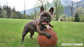 寵物搭機。（圖／Skyscanner提供）