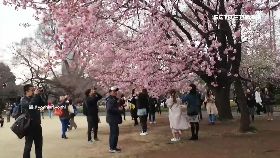 日瘋賞櫻花1600