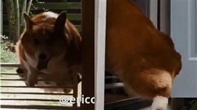 柯基,毛孩,短腿,柵欄,狗　圖／翻攝自IG