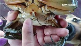 交配過度螃蟹難吃！ 「騷公」腹部3處火燒紋