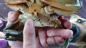 交配過度超難吃　漁民：別買「騷公」