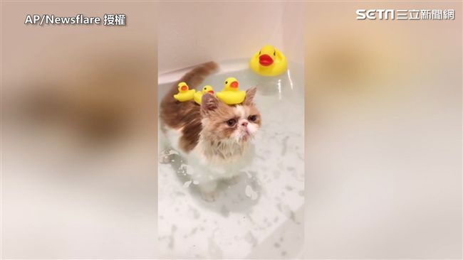 貓咪與塑膠鴨　洗澡作伴超可愛