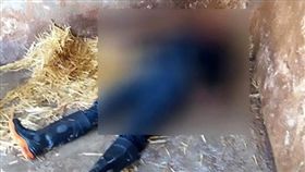 墨西哥一名動物管理員，因一個疏忽動作慘遭獅子咬死。（圖／翻攝Daily Mail）