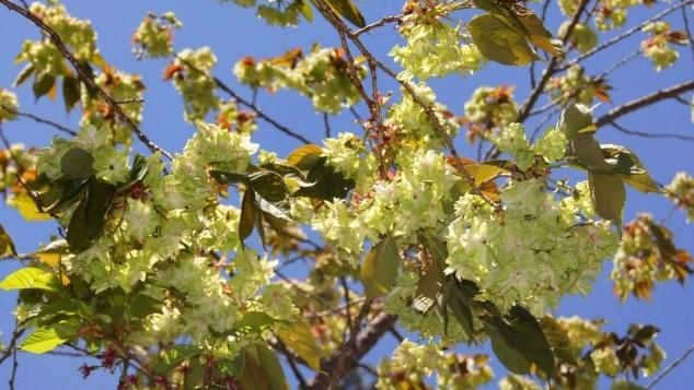看過綠色的櫻花嗎？4月賞她正當時