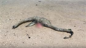 美國,喬治亞州,沃爾夫島,屍體,尼斯湖水怪,魚鰭,脖子(圖／翻攝自YouTube)