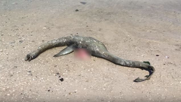 尼斯湖水怪？沙灘驚見詭異「長頸」屍