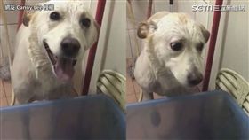 多多不想洗澡的驚恐模樣